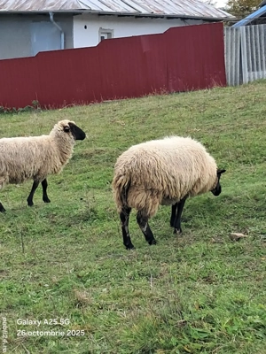 oi   mielute    - imagine 3