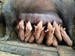 scroafă cu 12 purcei duroc  - imagine 3