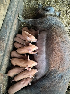 scroafă cu 12 purcei duroc  - imagine 2