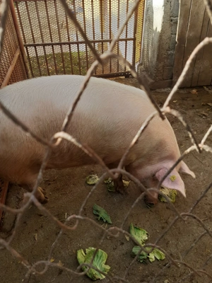 Vand  "coteț" de porc 160-170 kg - imagine 2