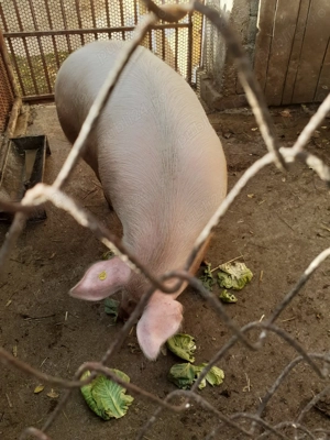 Vand  "coteț" de porc 160-170 kg