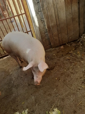 Vand  "coteț" de porc 160-170 kg - imagine 4
