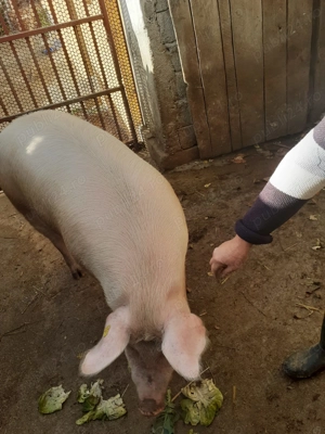 Vand  "coteț" de porc 160-170 kg - imagine 3