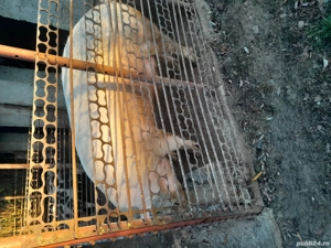 vând Porc crescut natural 11Luni nr tel  