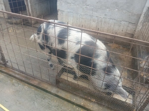 vând 4 porci între 180  200 kg