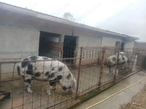 vând 4 porci între 180  200 kg - imagine 3