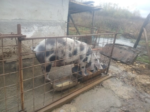 vând 4 porci rasa pietran 