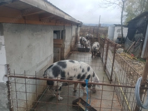 vând 4 porci rasa pietran  - imagine 4