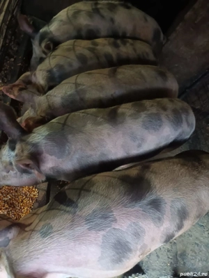 Vând porci  - imagine 2