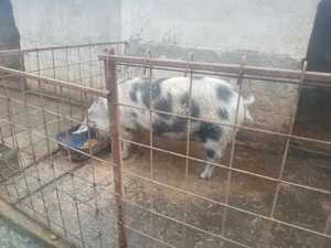 vând 4 porci rasa pietran  - imagine 2