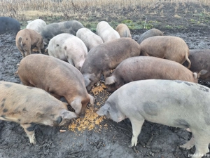 Vând porci  - imagine 4