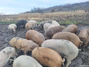 Vând porci  - imagine 5