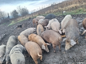 Vând porci  - imagine 3