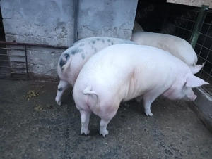 Vand porci - imagine 2