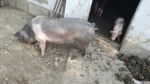 porci de vânzare 115  140 kg - imagine 2