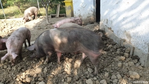 porci de vânzare 115  140 kg - imagine 5