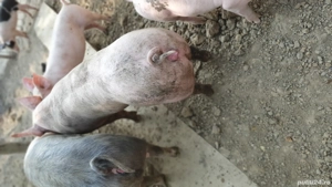 porci de vânzare 115  140 kg - imagine 3