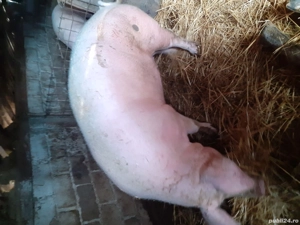 porc de vanzare 