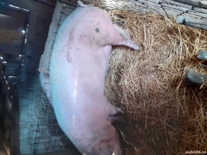 porc de vanzare  - imagine 2