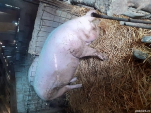 porc de vanzare  - imagine 3