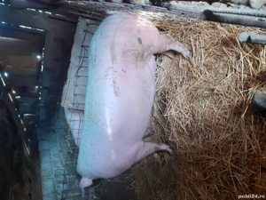 porc de vanzare  - imagine 4