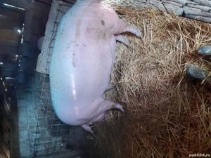 porc de vanzare  - imagine 5