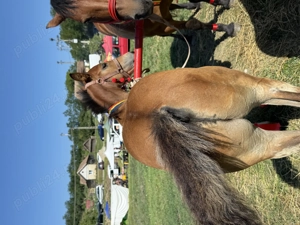 Manz semigreu romanesc  - imagine 3