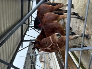 Manz semigreu romanesc  - imagine 2