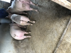 Porci pt sacrificat! - imagine 4