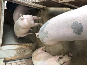 Porci pt sacrificat! - imagine 2