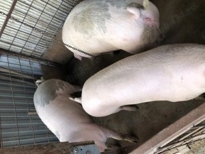 Porci pt sacrificat! - imagine 5