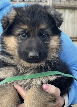 Ciobănesc german mascul și femelă 