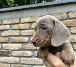 Teckel silver mascul  - imagine 2