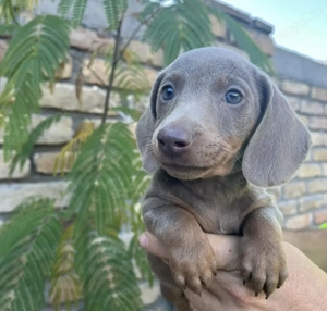 Teckel silver mascul 