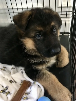 Ciobănesc german fată - imagine 2