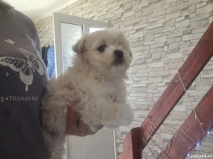 Rezervare Bichon maltezze fetiță