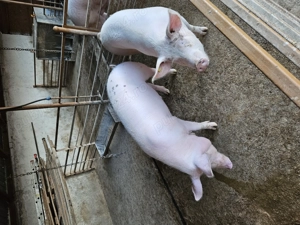 Vând porci pentru sacrificat  - imagine 2