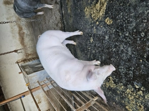 Vând porci pentru sacrificat  - imagine 4