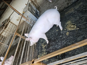 Vând porci pentru sacrificat  - imagine 3