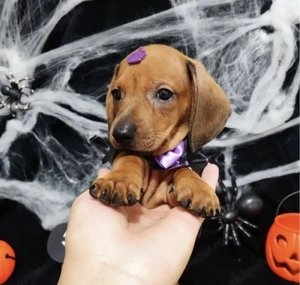 Teckel mascul și femela - imagine 2