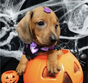 Teckel roșcat mascul și femela