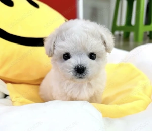 Bichon maltez mascul și femelă 