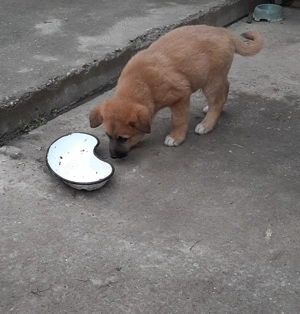 Donez doi pui de catelusi masculi.