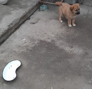 Donez doi pui de catelusi masculi. - imagine 3