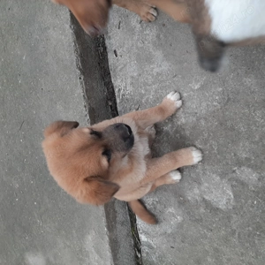 Donez doi pui de catelusi masculi. - imagine 4