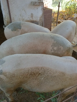 Porci de vînzare pentru masa de Crăciun în comuna Hotarele judetul Giurgiu!  - imagine 5