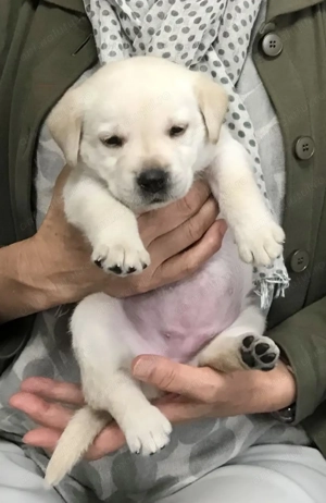 Labrador retriever femelă 