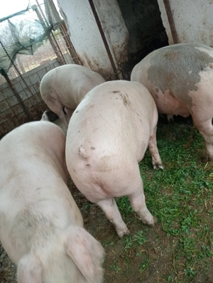 Porci de vînzare pentru masa de Crăciun în comuna Hotarele judetul Giurgiu!  - imagine 3