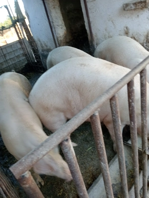 Porci de vînzare pentru masa de Crăciun în comuna Hotarele judetul Giurgiu!  - imagine 4