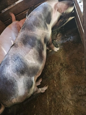 Porci crescuți in gospodărie proprie  - imagine 2